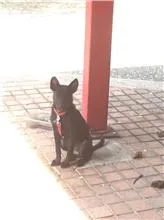 混種犬