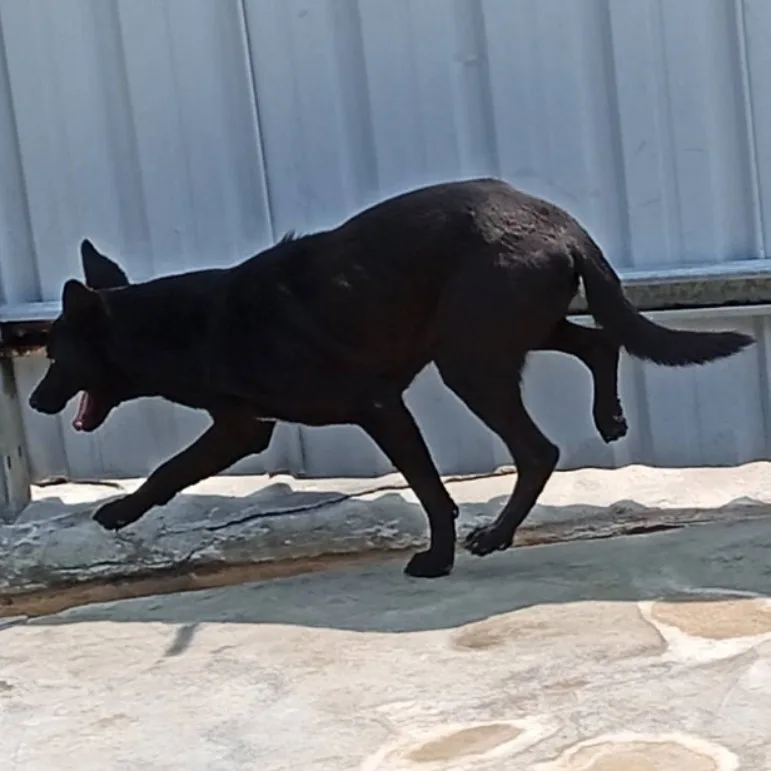 混種犬