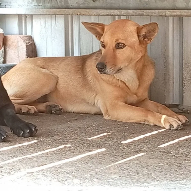 混種犬