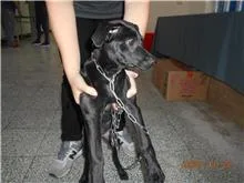 混種犬