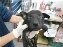 混種犬