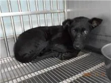 混種犬