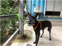 混種犬