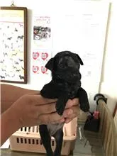 混種犬