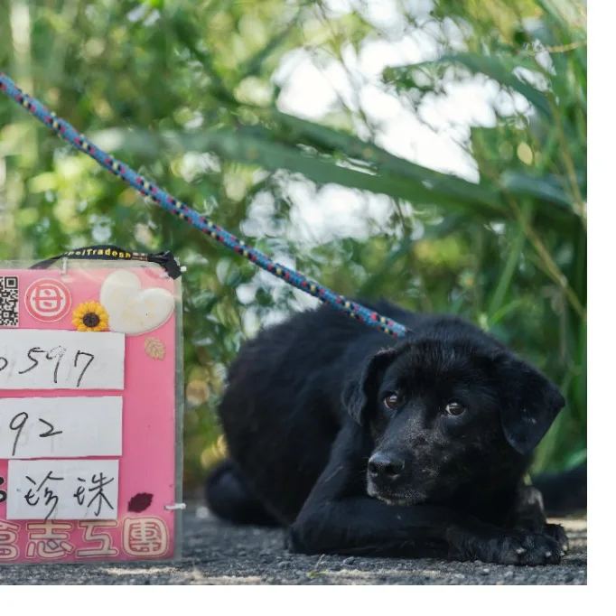 混種犬