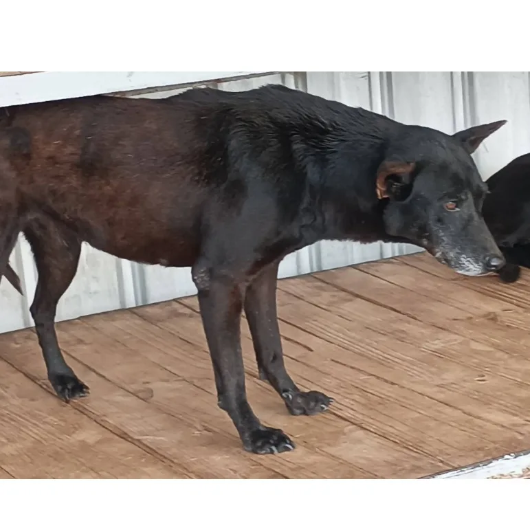 混種犬