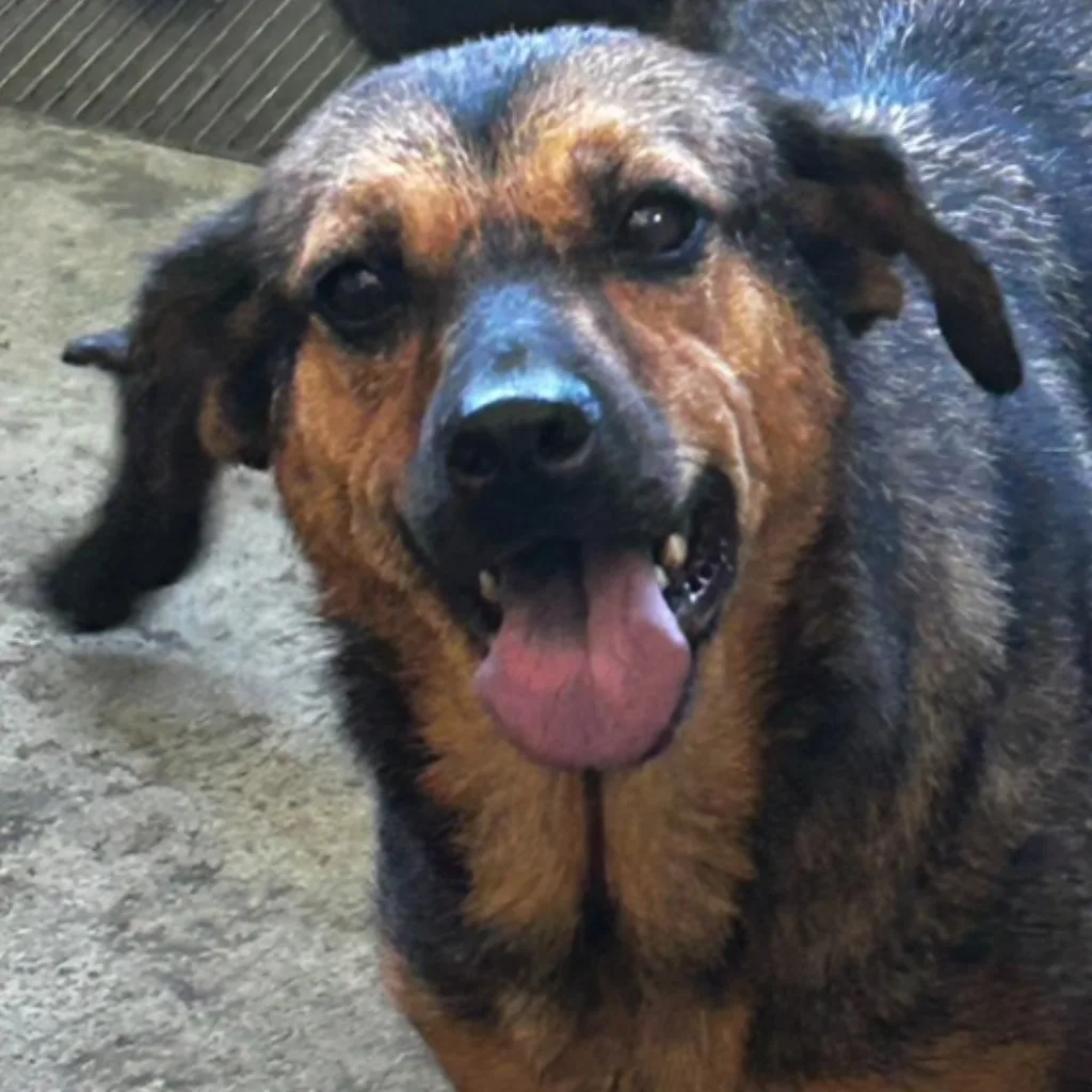 混種犬
