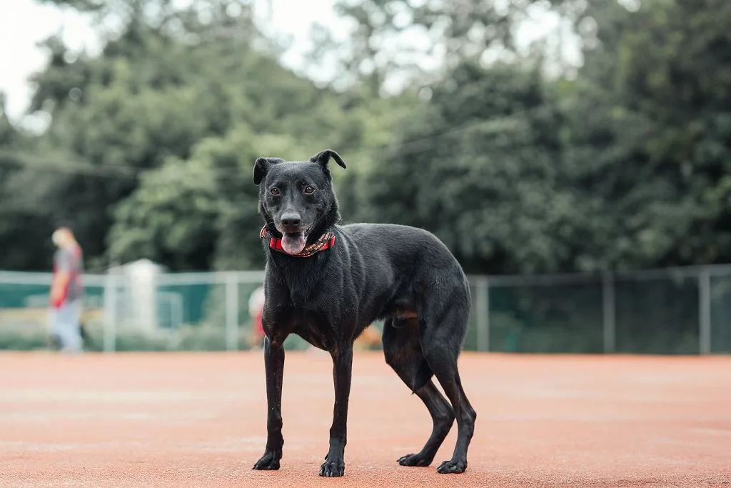 混種犬