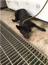 混種犬