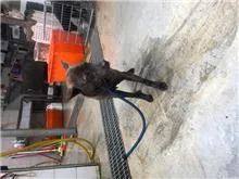 混種犬
