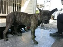 混種犬
