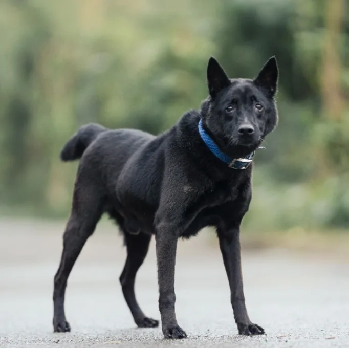 混種犬