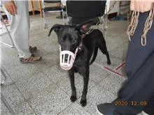混種犬