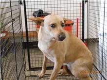 混種犬