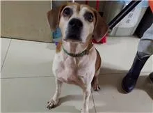 混種犬
