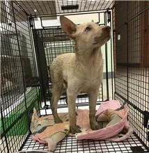混種犬