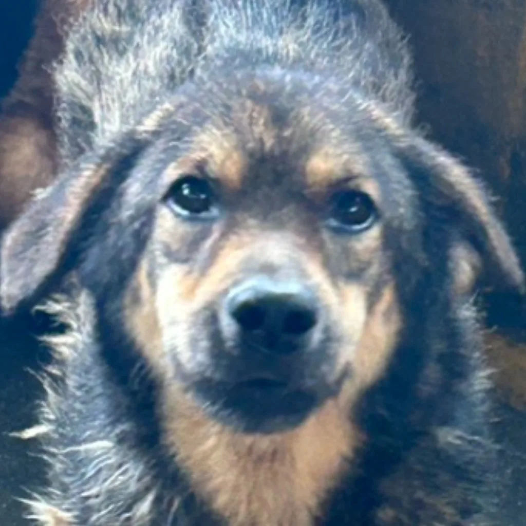 混種犬