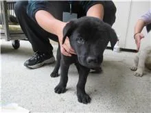 混種犬