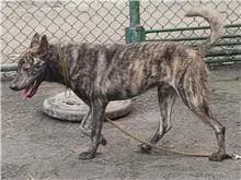 混種犬