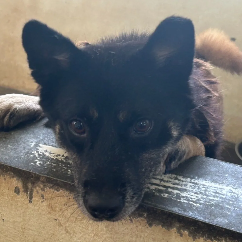 混種犬