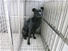 混種犬