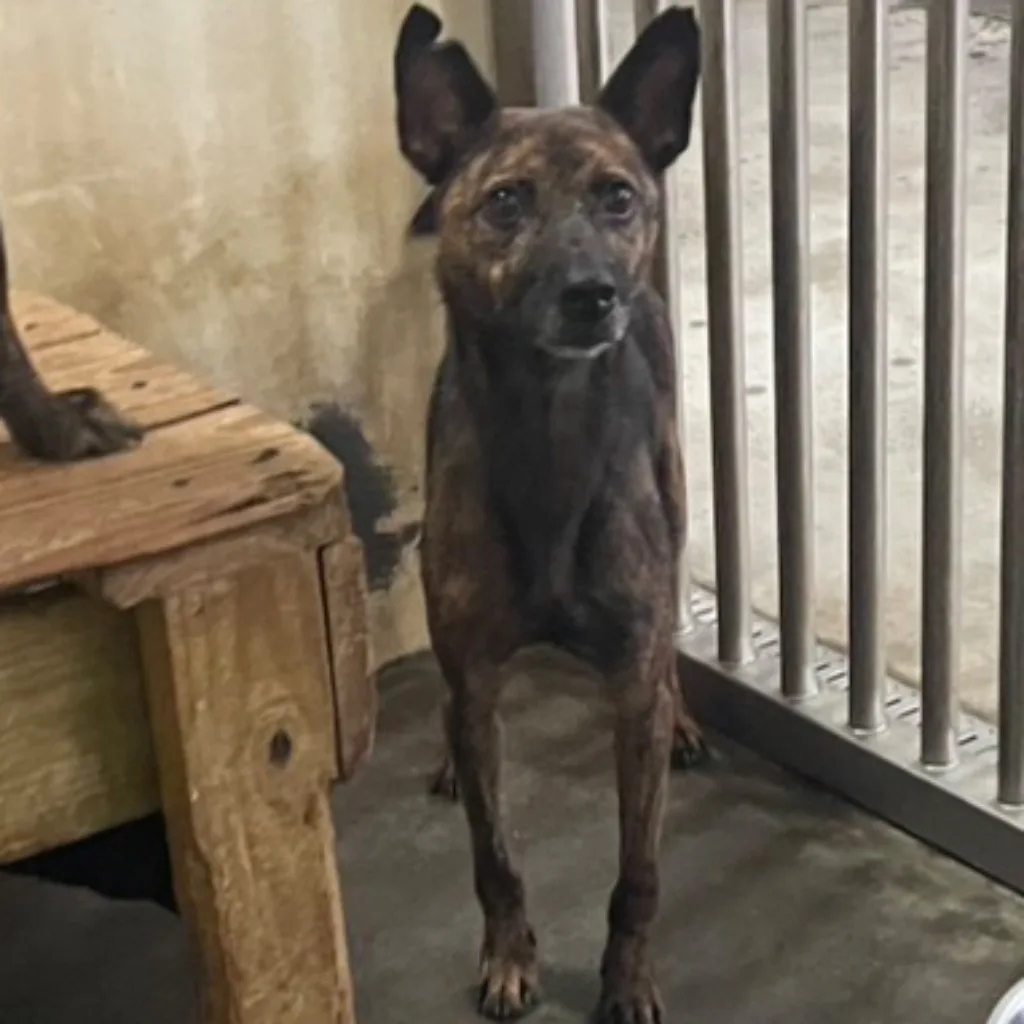 混種犬