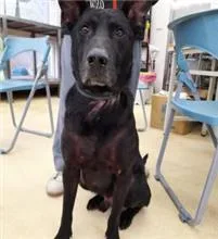 混種犬