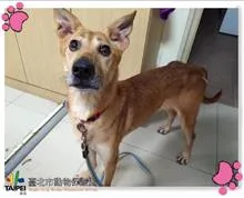 混種犬