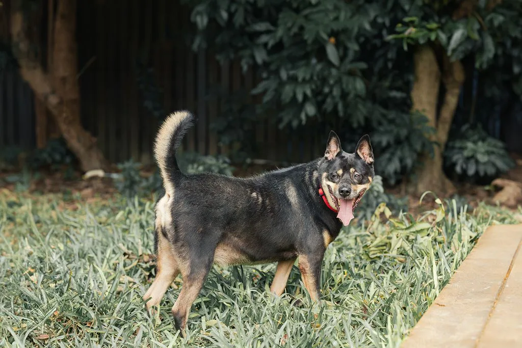 混種犬