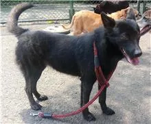 混種犬