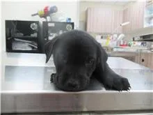 混種犬