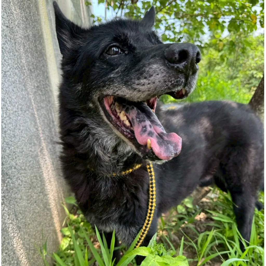 混種犬