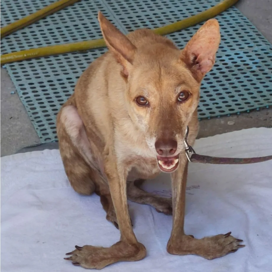 混種犬