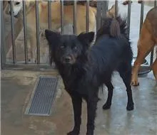 混種犬