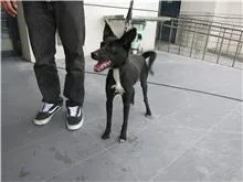 混種犬