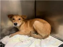 混種犬