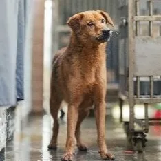 混種犬