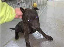 混種犬