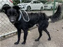 混種犬