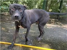 混種犬