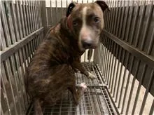 比特犬
