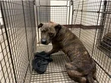 比特犬