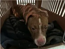 比特犬