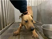 比特犬