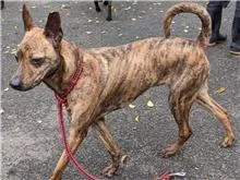 混種犬