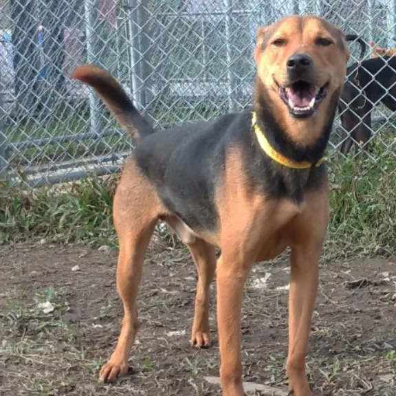 混種犬