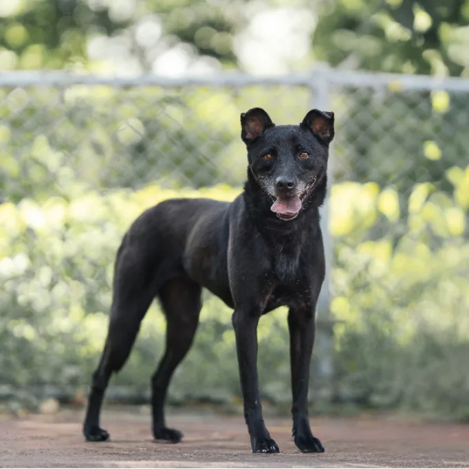 混種犬
