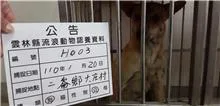 混種犬