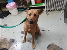 混種犬