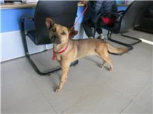 混種犬